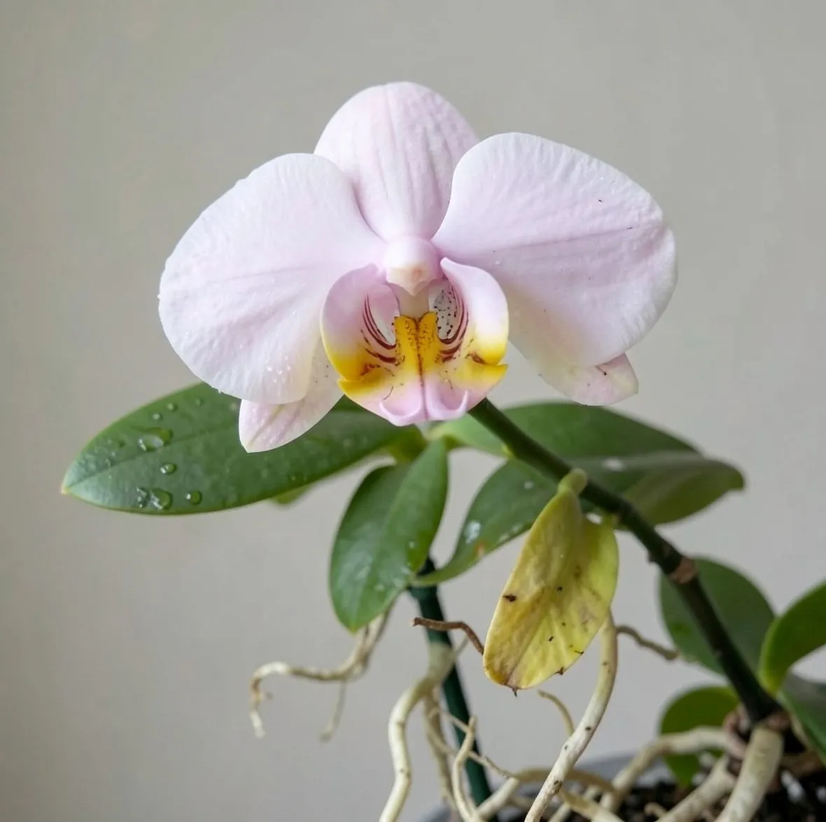 phalaenopsis 