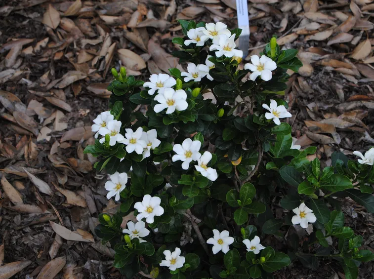 gardenia