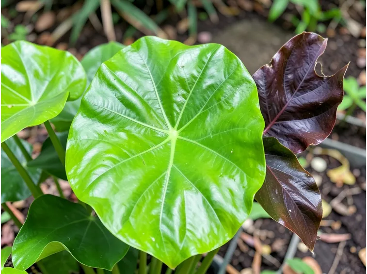 Alocasia 