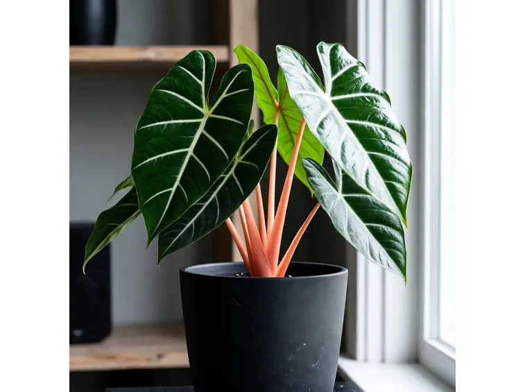 Alocasia 