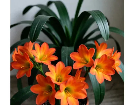 Clivia
