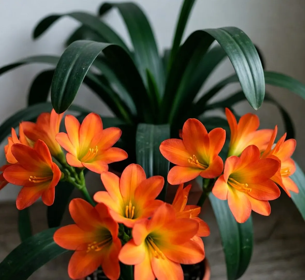 Clivia