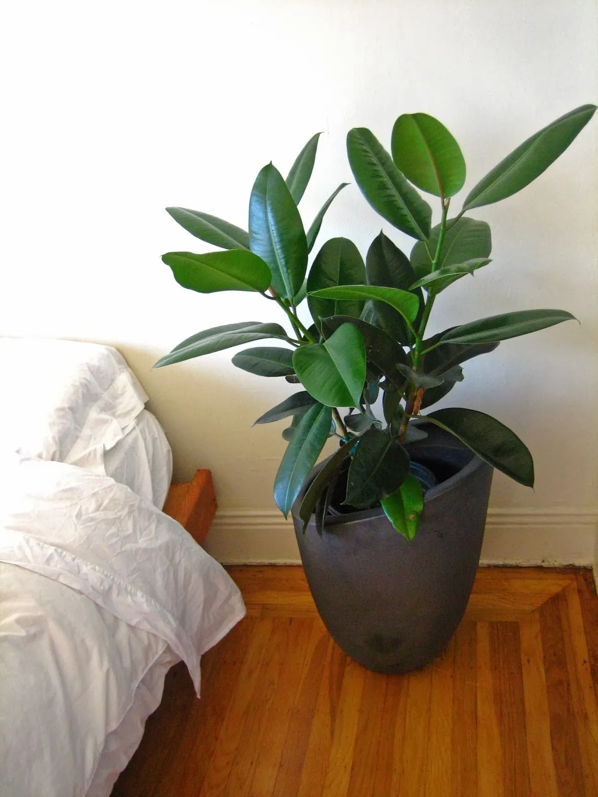 Il ficus elastica