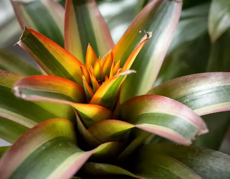 bromelia