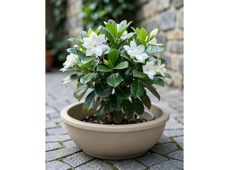 gardenia in vaso
