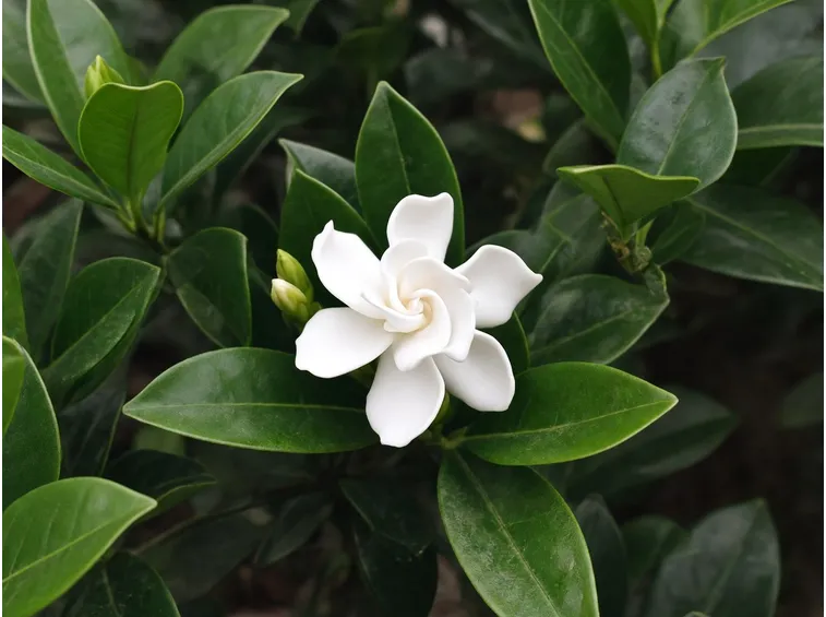 Gardenia  