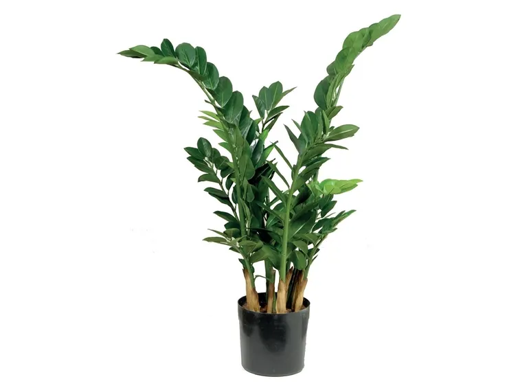 zamioculcas