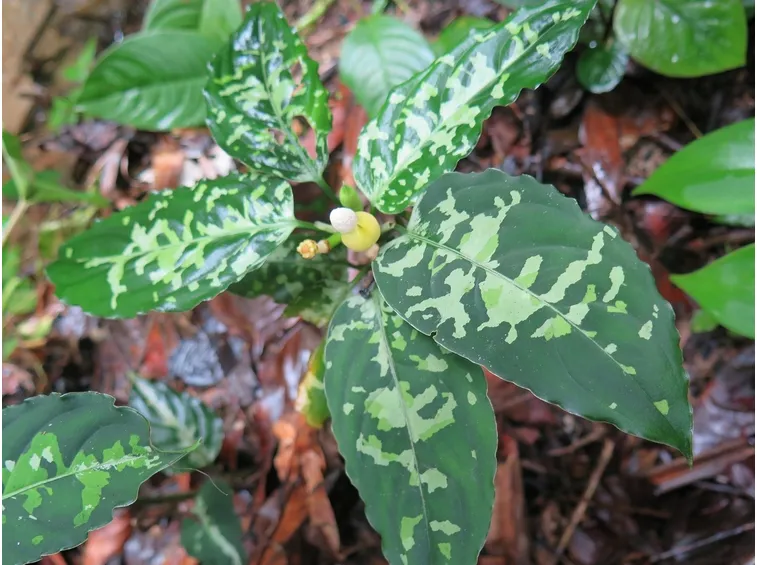 aglaonema pictum