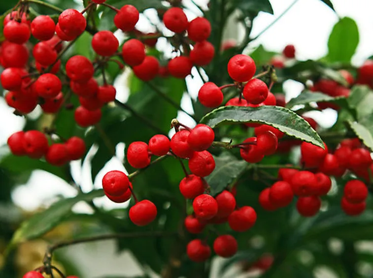 Ardisia crenata