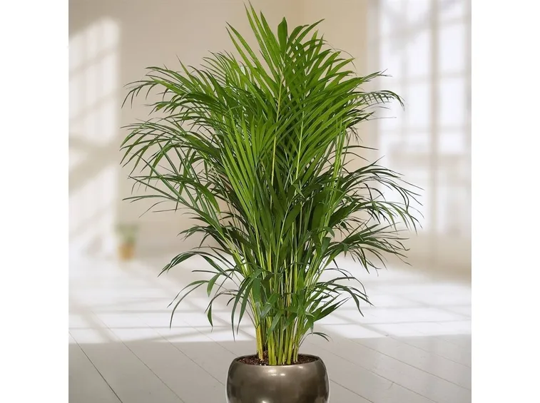 pianta areca