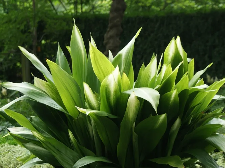Aspidistra 