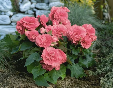 Begonia socotrana