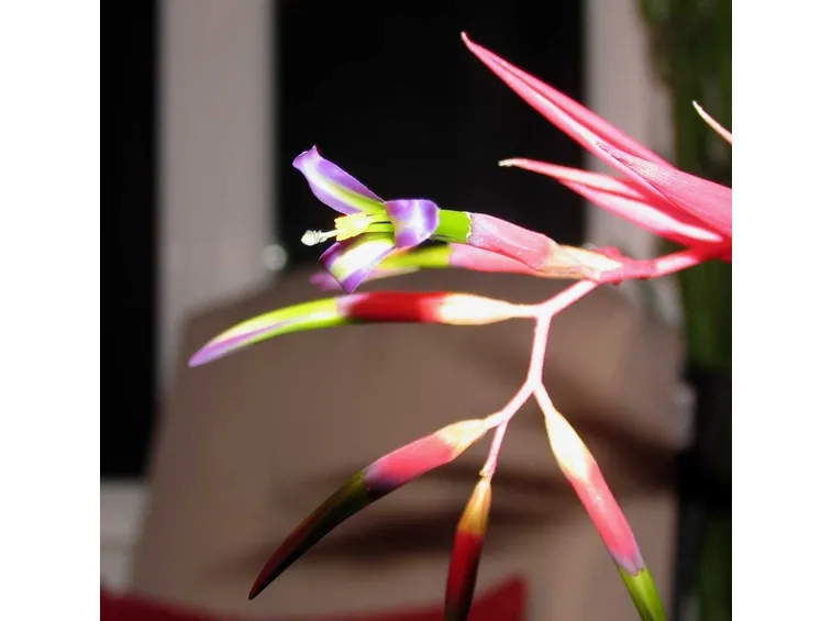 fiore billbergia nutans