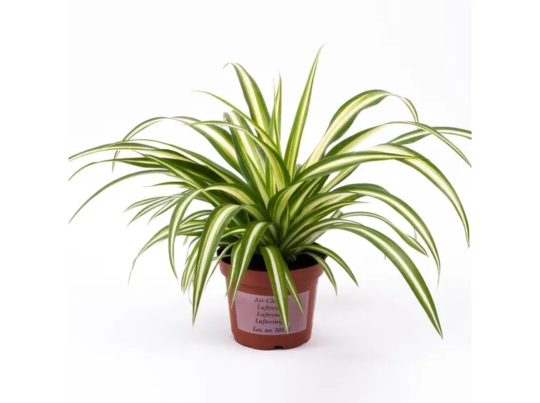 Clorophytum 