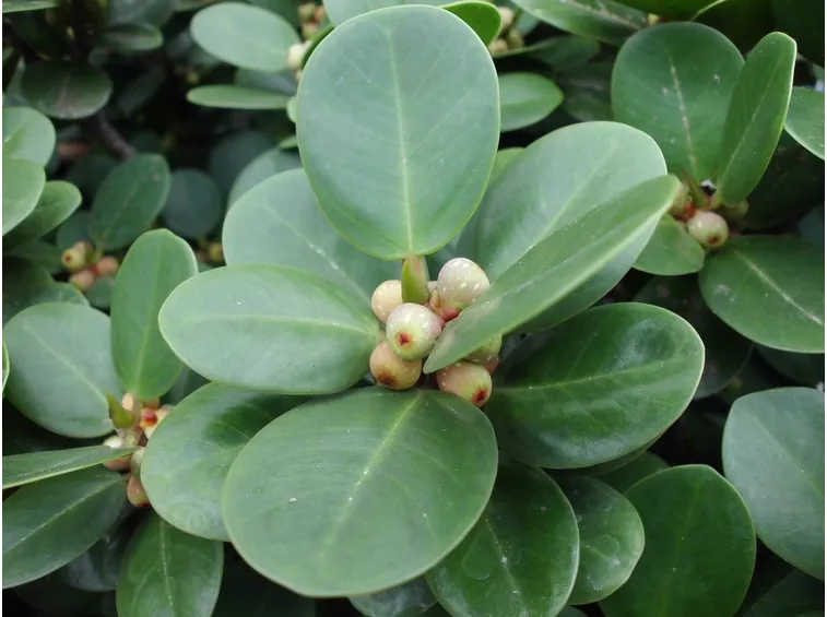 Ficus deltoidea