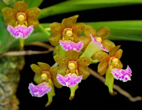 Aerides flabellata