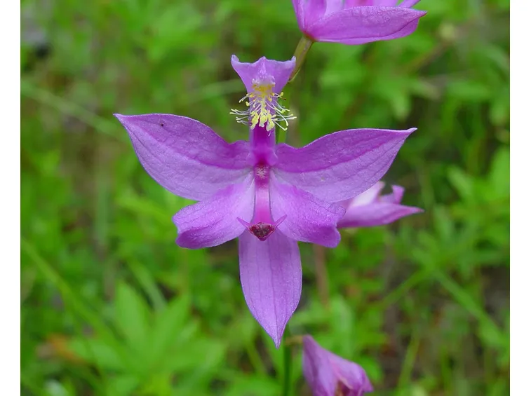 Calopogon