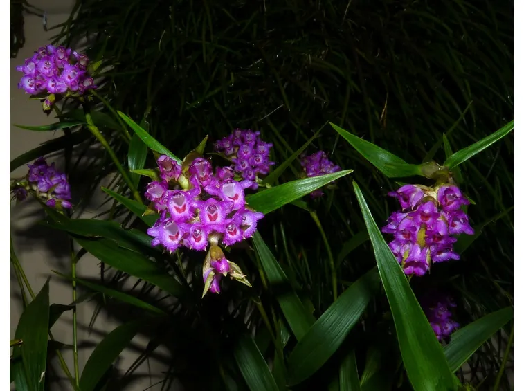 Elleanthus amethystinus