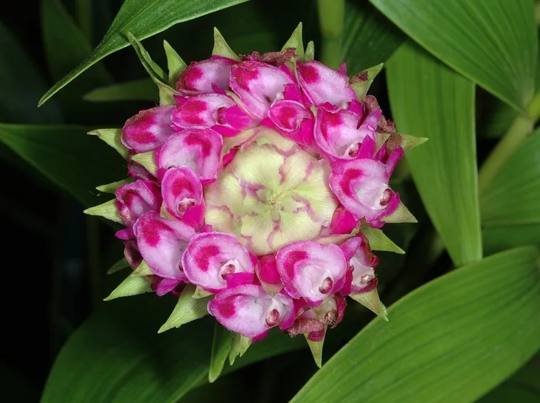 fiori elleanthus capitatus