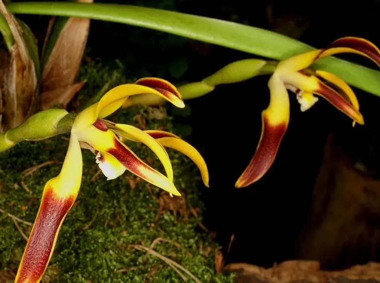 maxillaria setigera