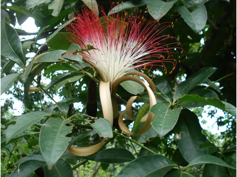 Bombaco pianta