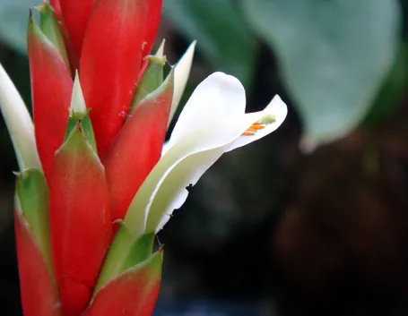 Pitcairnia