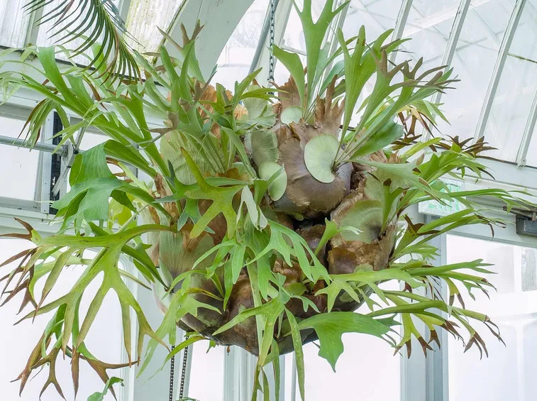 Platycerium bifurcatum 