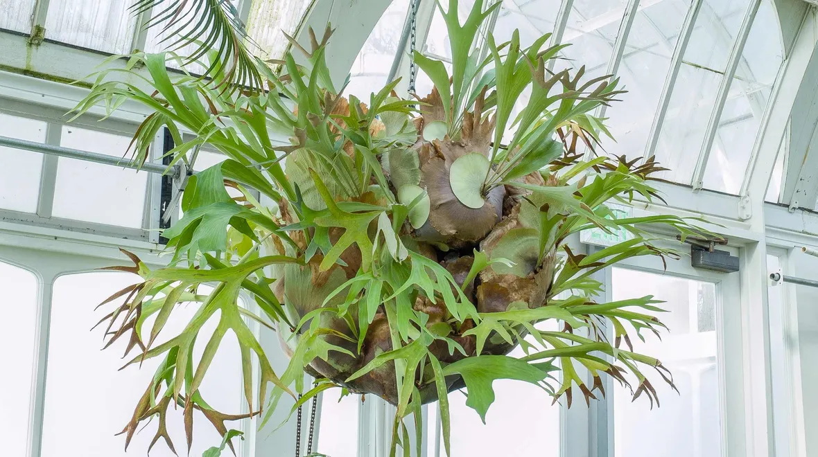 Platycerium bifurcatum 