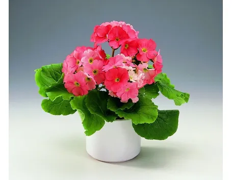 Primula
