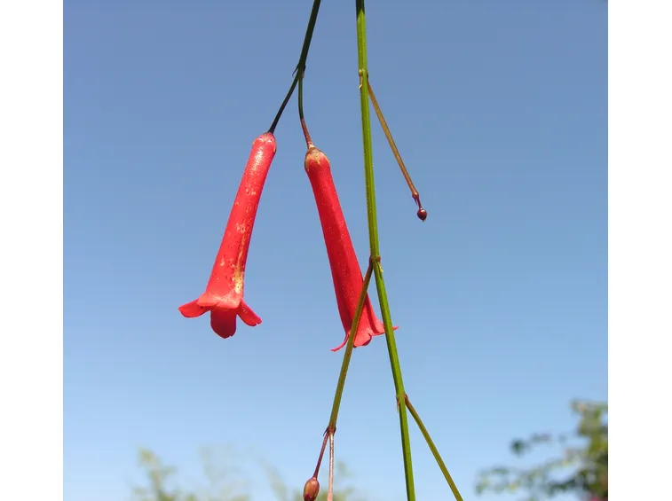 fiori rossi russelia