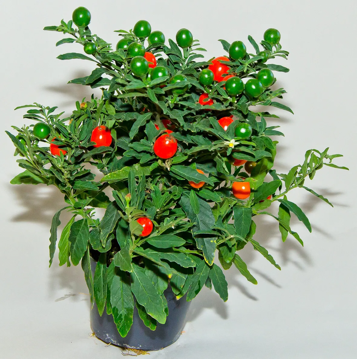 Solanum 