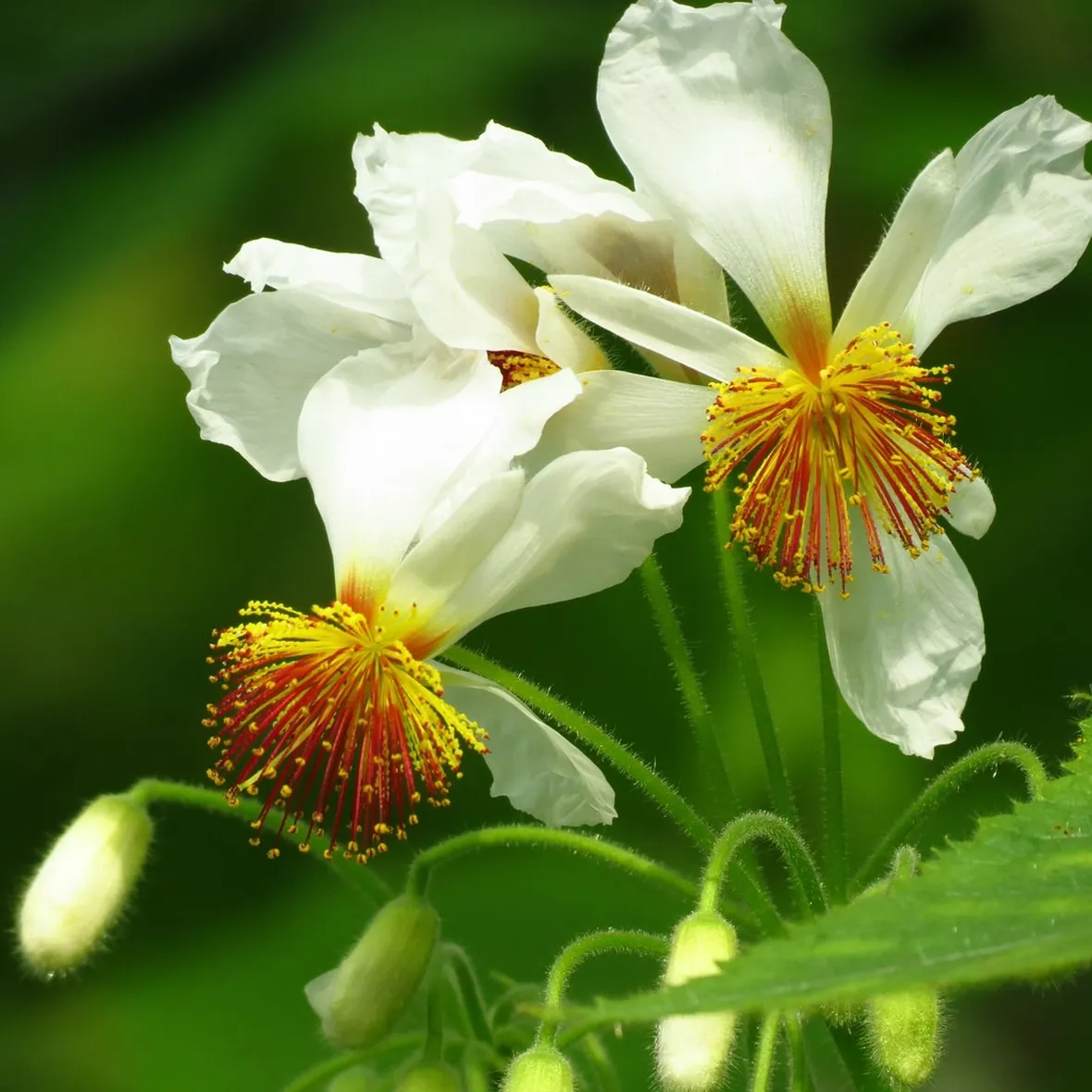 fiori Sparmannia
