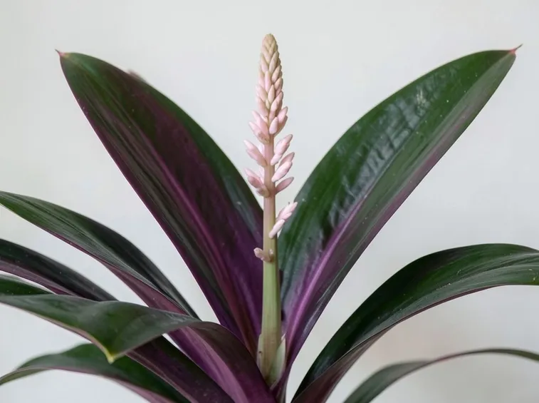 Stromanthe 