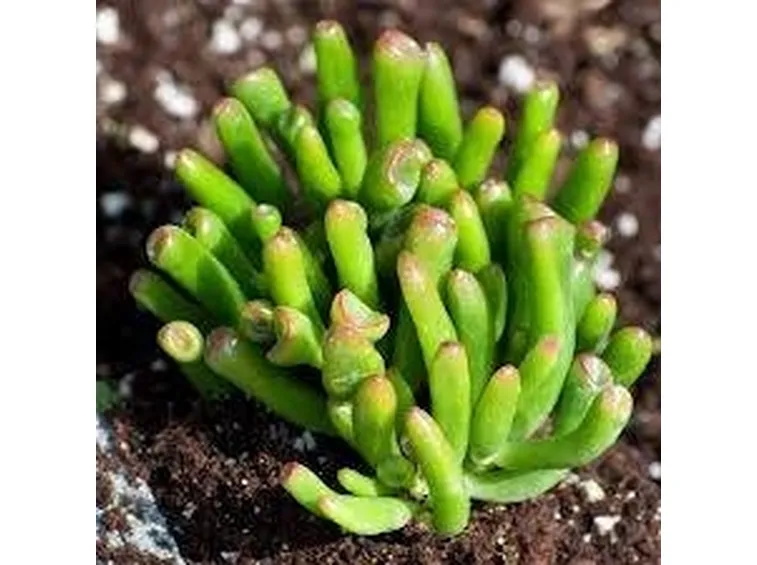 crassula