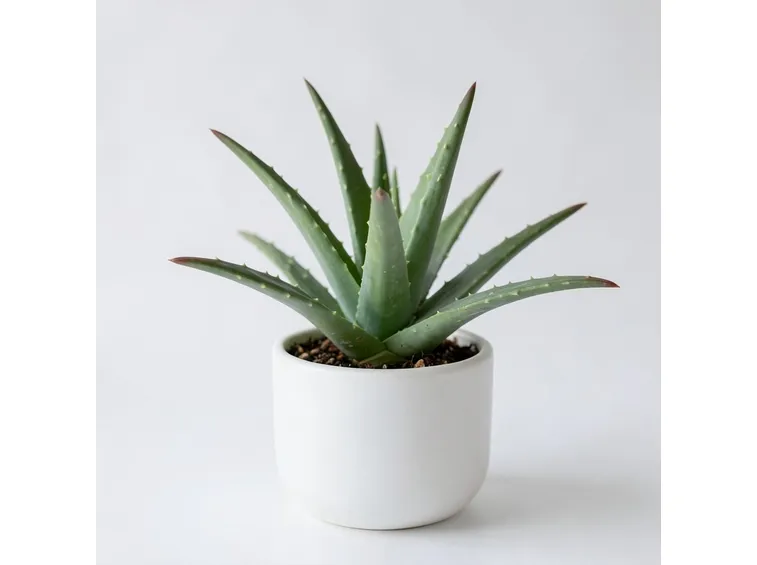 vaso pianta