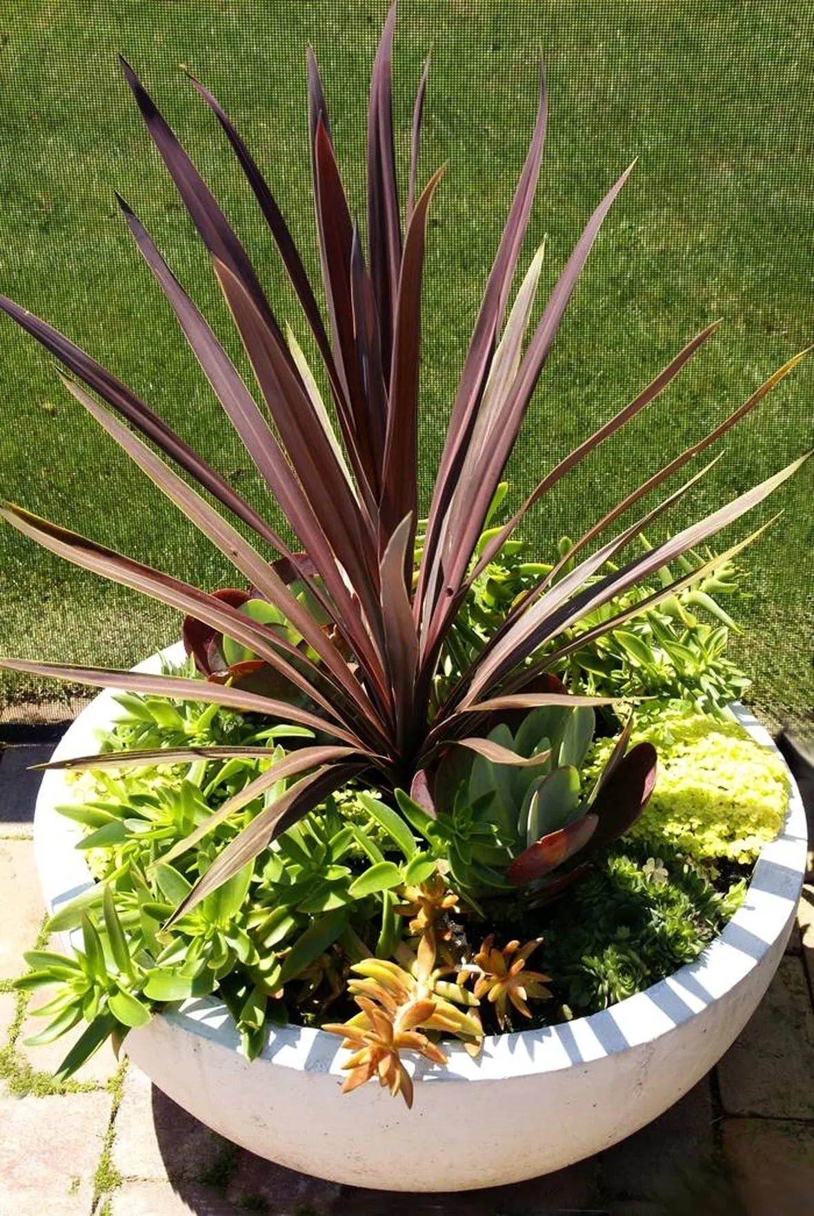 vaso piante