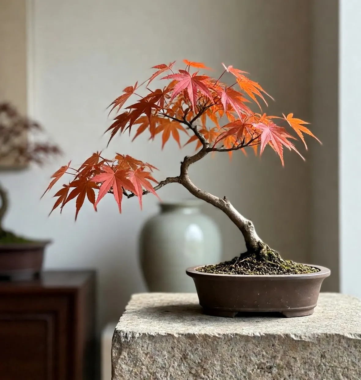 Bonsai acero giapponese