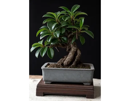 olmo bonsai
