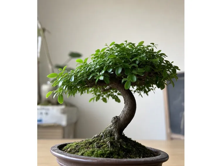 Podocarpo bonsai