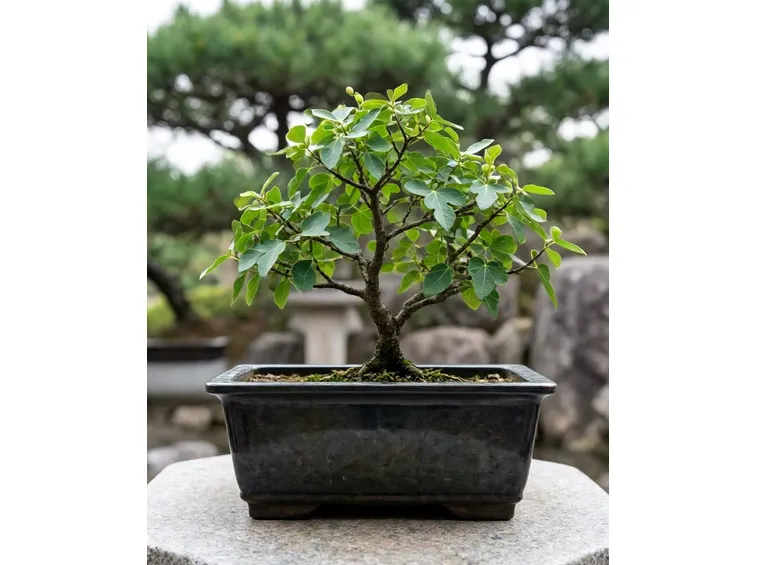 Ficus