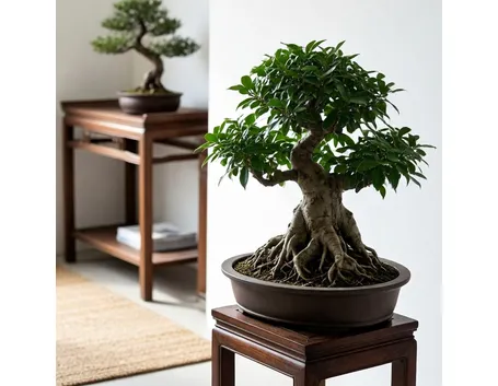 ficus bonsai