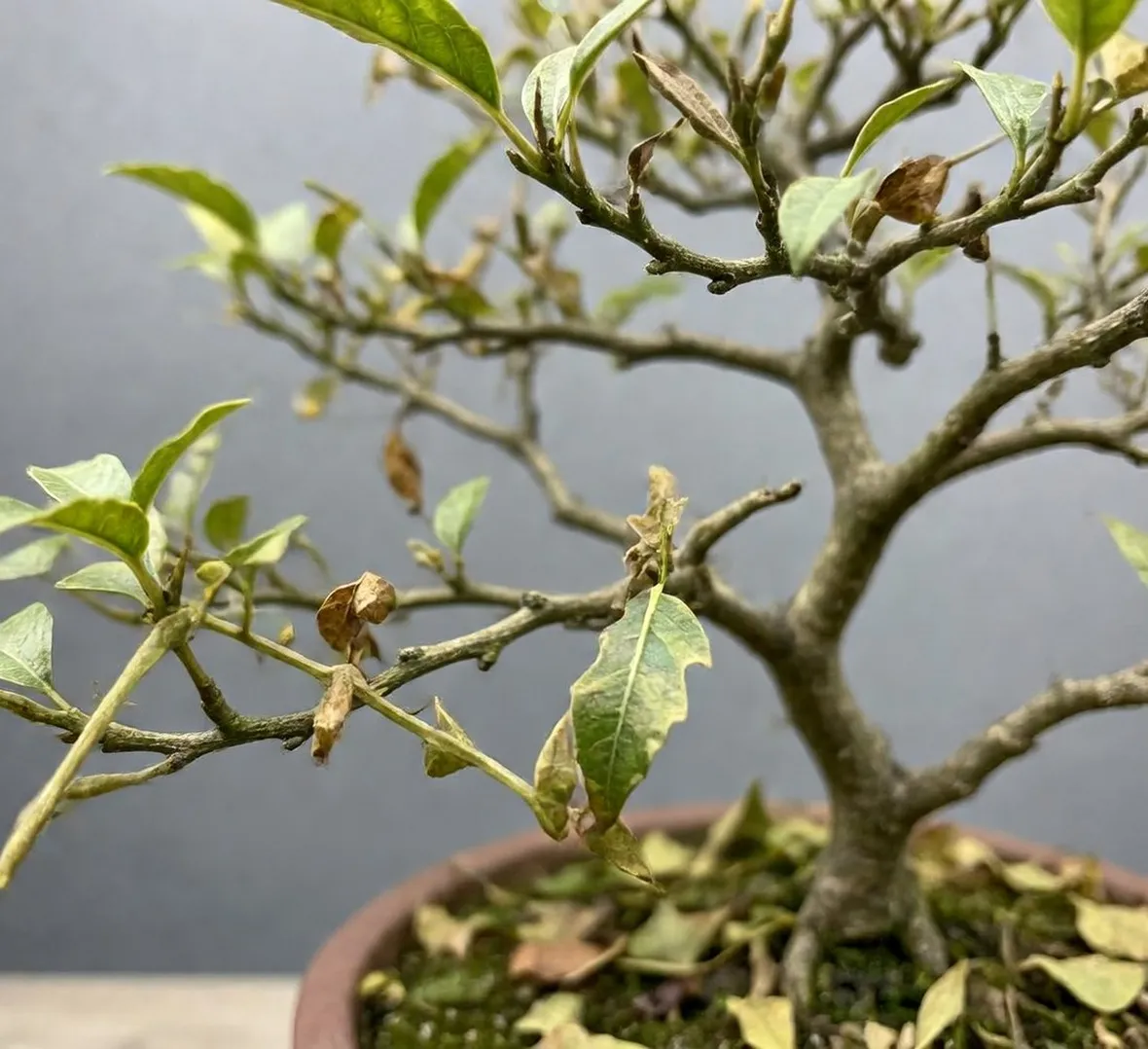 Sophora prostrata little baby