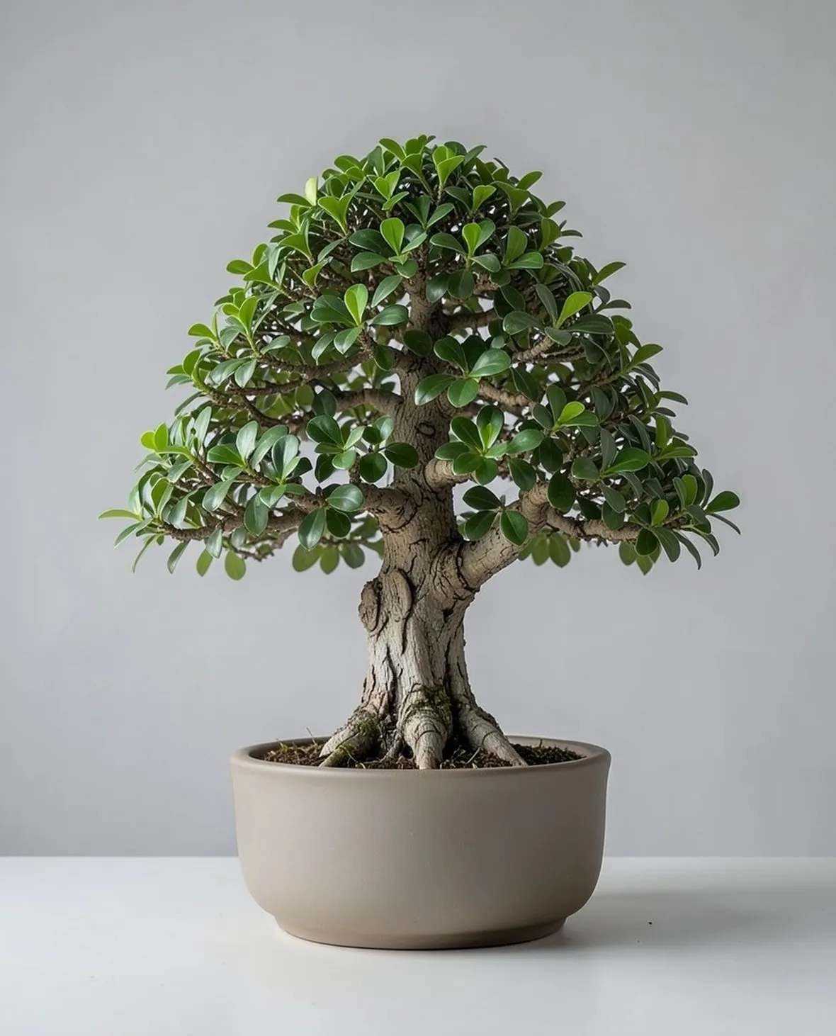 ficus
