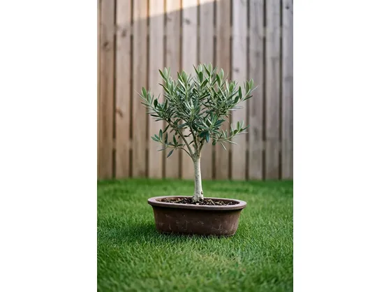 Bonsai di ulivo grande