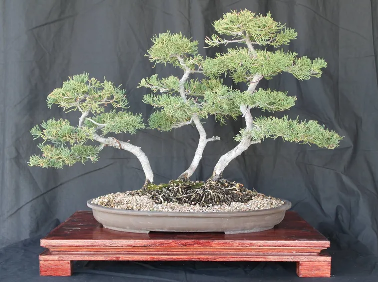 BONSAI QUERCIA 