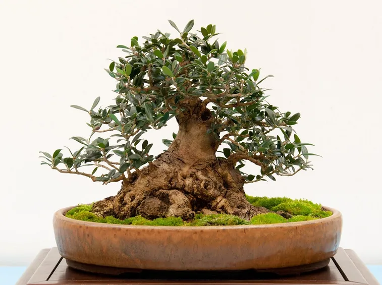 olivo bonsai