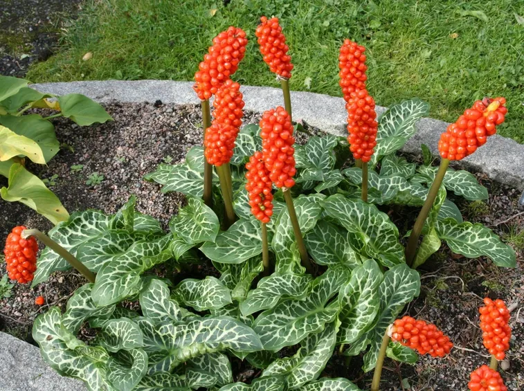Arum 