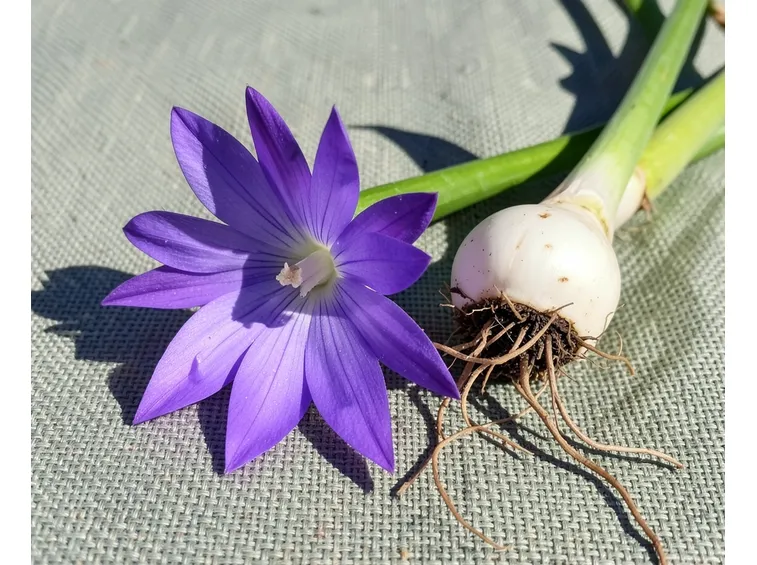 Brodiaea 