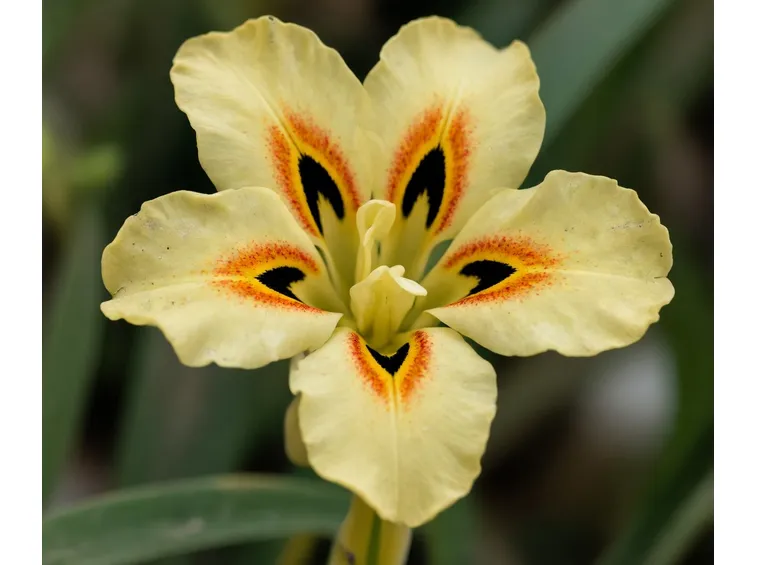 Dietes 
