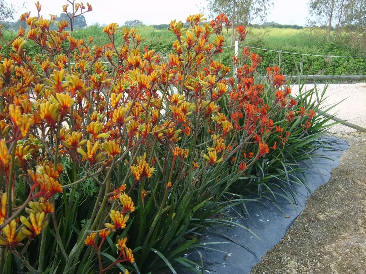 Anigozanthos 